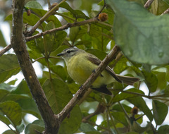 Phyllomyias fasciatus