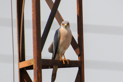 Accipiter badius