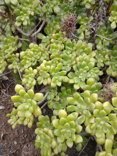Aeonium lindleyi