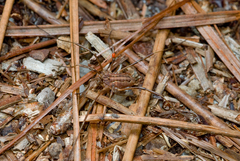 Odiellus troguloides