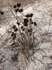 Juncus torreyi