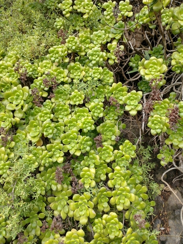 Aeonium lindleyi