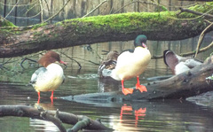 Mergus merganser