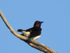 Cinnyricinclus leucogaster