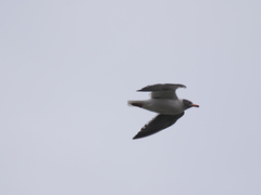 Leucophaeus scoresbii