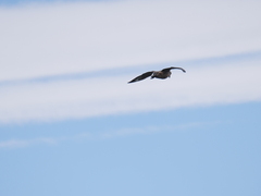 Stercorarius chilensis