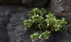 Lavandula rotundifolia