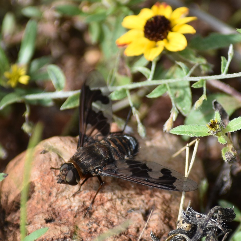Exoprosopa pueblensis