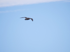 Stercorarius chilensis