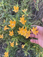 Diplacus longiflorus