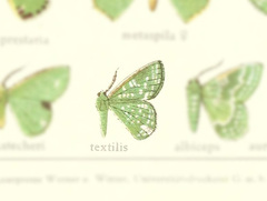 Eucyclodes textilis