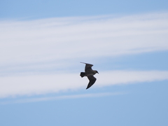 Stercorarius chilensis