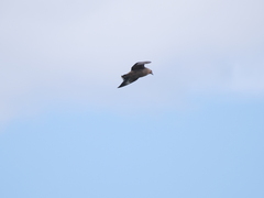 Stercorarius chilensis