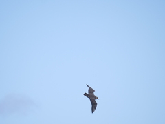 Stercorarius chilensis