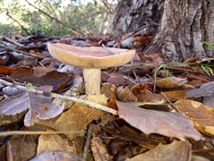 Clitocybe brunneocephala