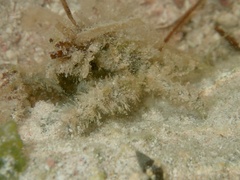 Mithraculus sculptus