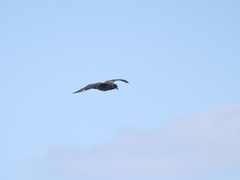 Stercorarius chilensis