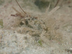 Mithraculus sculptus