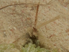 Mithraculus sculptus