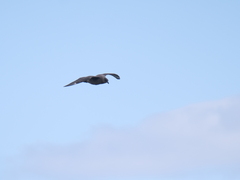 Stercorarius chilensis