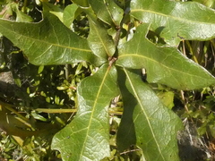 Quercus chapmanii