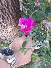 Lathyrus