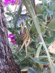 Lathyrus
