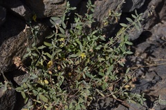 Helianthemum gorgoneum