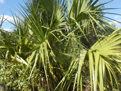 Sabal palmetto