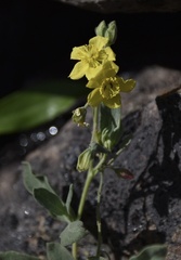 Helianthemum gorgoneum