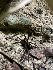 Acanthoctenus