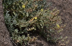 Helianthemum gorgoneum