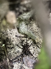 Acanthoctenus
