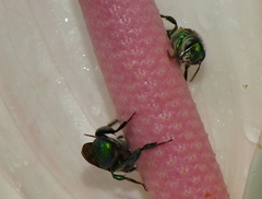 Euglossini