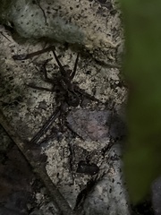 Acanthoctenus