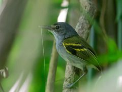 Poecilotriccus sylvia