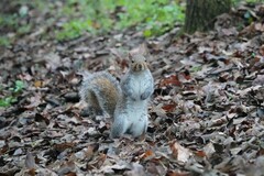 Sciurus carolinensis