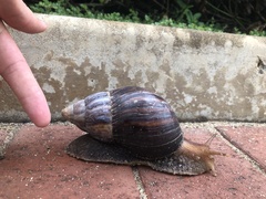 Lissachatina immaculata