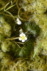 Batrachium