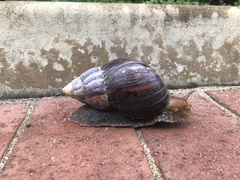 Lissachatina immaculata