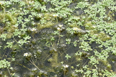 Batrachium