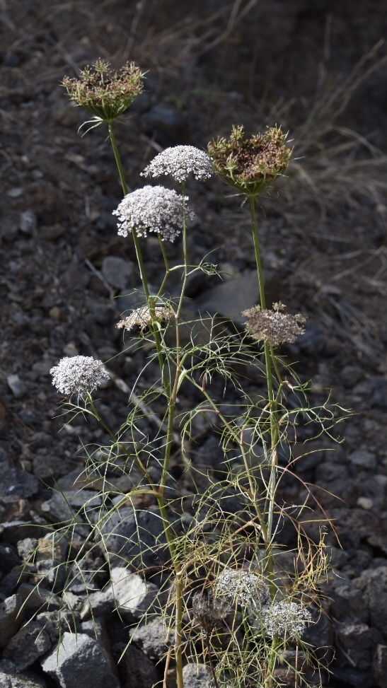 Imagem de Daucus insularis