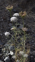 Daucus insularis