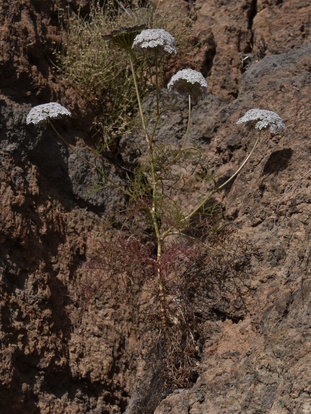 Imagem de Daucus insularis