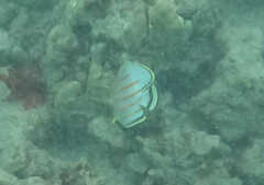 Chaetodon ornatissimus