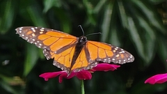 Danaus plexippus