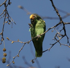 Amazona oratrix
