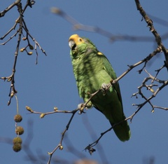 Amazona oratrix