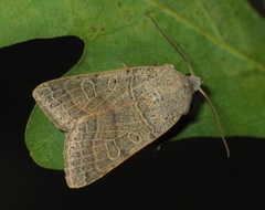 Agrochola humilis