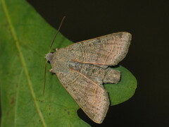Agrochola humilis